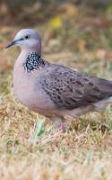 Streptopelia chinensis sound Affiche