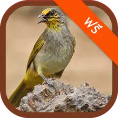 Baixar Stripe-throated Bulbul Som APK