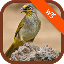 Stripe-throated Bulbul Sound APK