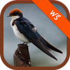 Swallow Bird Sound Ringtones APK