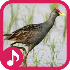 Watercock Sounds APK download