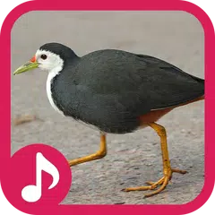 เสียงนกกวักต่อ (ตัดเสียงรบกวน) アプリダウンロード