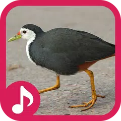 White breasted waterhen Sound APK download