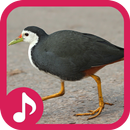 White breasted waterhen Sound APK