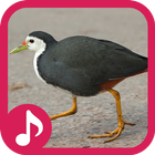 White breasted waterhen Sound icon