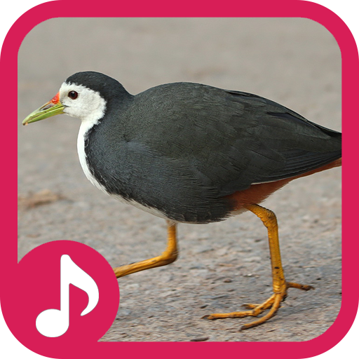 White breasted waterhen Sound