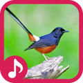 White-rumped shama Sounds