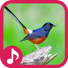 White-rumped shama Sounds آئیکن