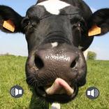 ध्वनि बोर्ड - जानवर लगता है