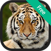 Tiger Sounds