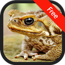 APK Toad Sounds
