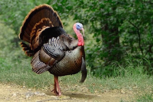 Geluid Van De Vogel Turkije Apk Voor Android Download