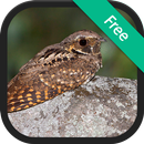 Whip-poor-will bird (animal) sounds APK