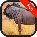 Wildebeest Sounds APK