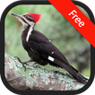 Woodpecker Bird Sounds