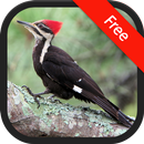 Woodpecker Bird Sounds APK