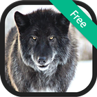 Wolf (animal) Sounds icon