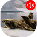 Animals of Antarctica Sounds APK