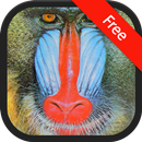 Baboon sound ringtones APK