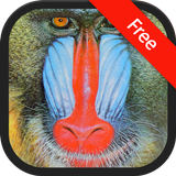 Baboon sound ringtones آئیکن