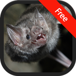 Bat Sounds