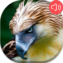 Philippines Bird Sounds APK