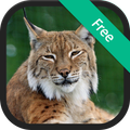 Bobcat Sounds and Ringtones
