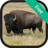 Buffalo & Bison Sounds simgesi