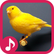 Canary Bird Sounds & Singing
