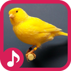 Canaries oiseaux Sounds icône