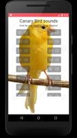 Canary Bird Sounds & Singing poster