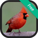 Cardinal bird sounds APK