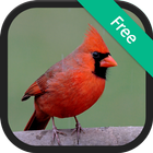 Cardinal bird sounds آئیکن