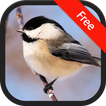 Sonidos del Chickadee