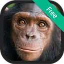 Âm thanh của Tinh tinh APK