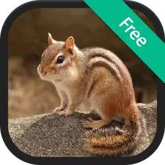 Chipmunk Sound Ringtones