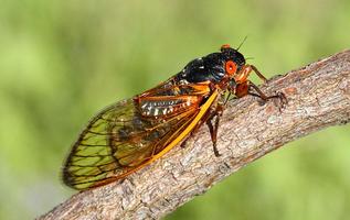 Cicada Sounds Affiche