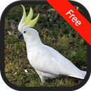 Cockatoo Bird Sounds APK