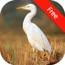 Crane Bird Sounds APK