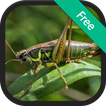 Crickets Sounds and Ringtones