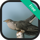 Cuckoo Bird Sounds APK