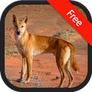Dingo and Wild Mad Dogs Sounds APK
