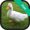 Duck Sounds and Ringtones