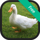 Âm thanh Duck và Ringtones APK