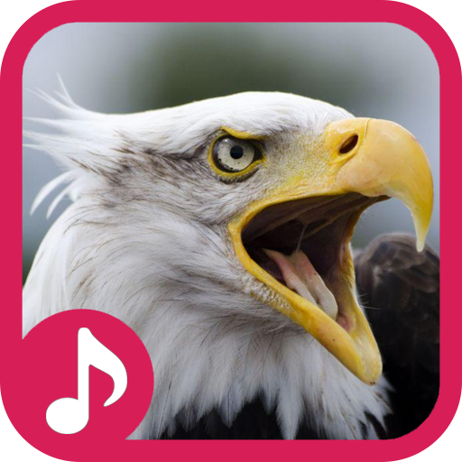 Eagle Sound Effect & Ringtone