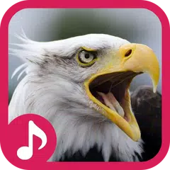 Eagle Sound Effect & Ringtone APK download