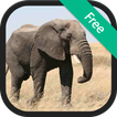 Elephant Sounds and Ringtones