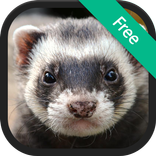 Ferret Sounds