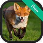 Fox Sounds icon