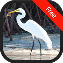 Florida Bird Sound Ringtones APK